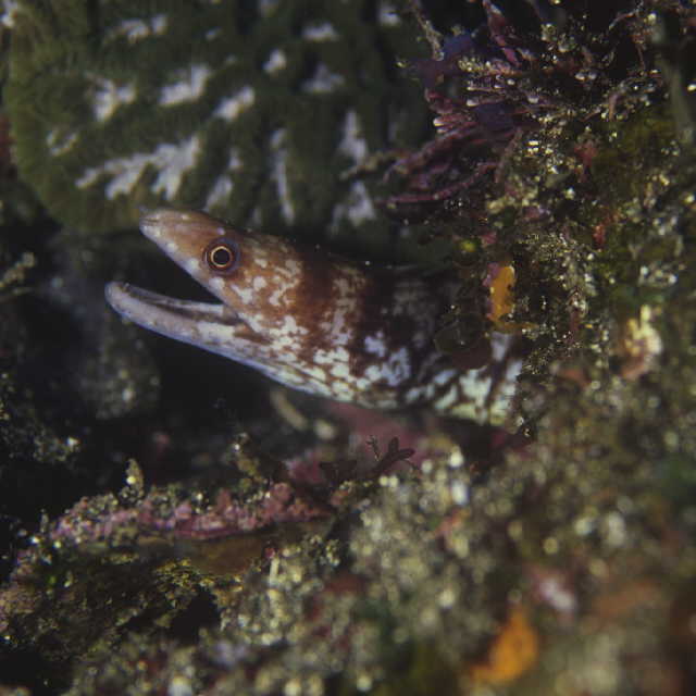 Gymnothorax chilospilus